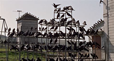 The Birds! A Hitchcockian Thriller about Avian Mayhem and Unsettling Suspense?